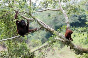 mère orang-outan avec bébé sur les arbres. emplacement au parc national de kutai, kalimantan oriental, indonésie. mise au point sélective. photo