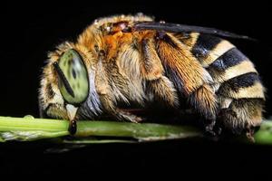 macro photographie détaillée d'insecte bourdon photo