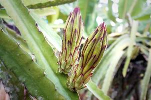 fleur de fruit du dragon dans le jardin. photo