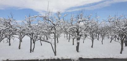 arbre gelé vue neige photo
