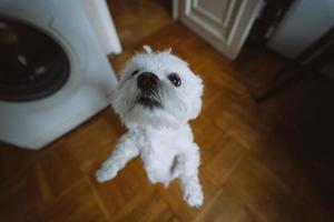 drôle de petit chien de poche maltais se dresse sur ses pattes de derrière photo