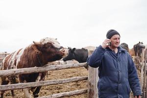 le fermier parle au téléphone et caresse le taureau. homme d'affaires du village. éleveur de bétail photo