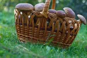 champignons comestibles cèpes dans le panier en osier dans l'herbe verte. photo