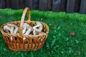 champignons comestibles cèpes dans le panier en osier dans l'herbe verte. photo