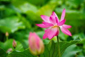 fleur de lotus en fleurs photo