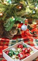 chat rayé tabby maquereau assis près de l'arbre de noël décoré de boules et de guirlandes de lumières sur une couverture rouge décorations de vacances du nouvel an photo