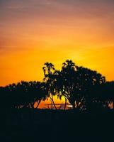 silhouette d'arbres contre le ciel orange photo