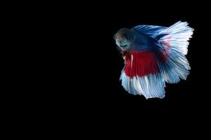 poisson betta demi-lune à rayures bleues et rouges photo