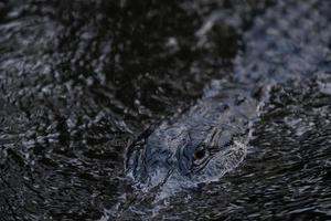 alligator dans l'eau sombre photo