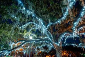 lumières de Noël sur les arbres photo