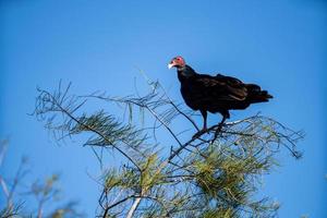vautour perché sur un arbre photo