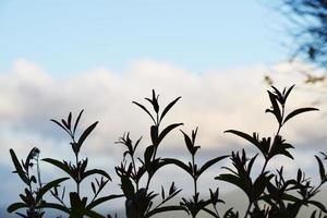 silhouette de plantes vertes sous un ciel bleu pendant la journée photo