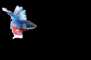 poisson betta demi-lune à rayures bleues et rouges photo