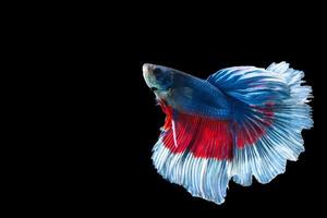 poisson betta demi-lune à rayures bleues et rouges photo