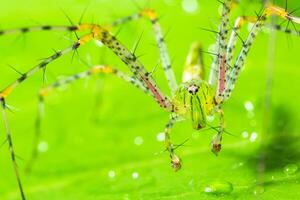 araignée verte sur une feuille photo