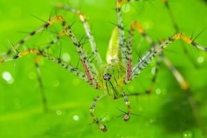 araignée verte sur une feuille photo