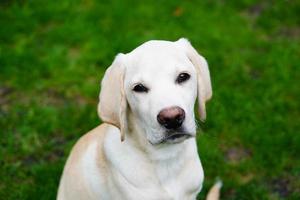 Labrador retriever britannique à poil court âgé de 4 mois photo