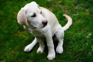 Labrador retriever britannique à poil court âgé de 4 mois photo