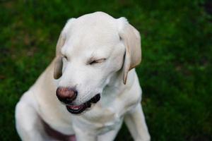 Labrador retriever britannique à poil court âgé de 4 mois photo