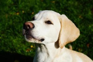 Labrador retriever britannique à poil court âgé de 4 mois photo