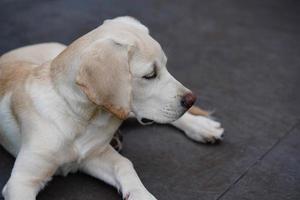 Labrador retriever britannique à poil court âgé de 4 mois photo