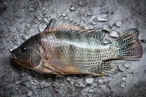 poisson tilapia cru frais de la ferme de tilapia, tilapia avec de la glace sur fond sombre - vue de dessus photo