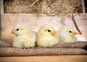 mignons poulets nouveau-nés duveteux sur le foin dans une boîte en bois. scène de pâques photo