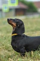 Portrait d'un chien teckel noir tan sur l'herbe photo