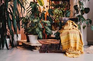 différentes belles plantes d'intérieur au sol dans la chambre. décoration de la maison photo