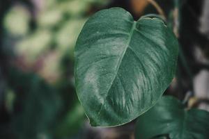 nouvelle feuille fraîche de la partie inférieure de la plante tropicale monstera deliciosa. photo