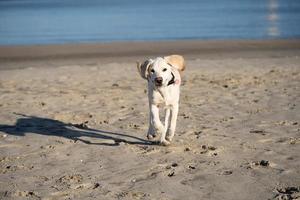 Labrador retriever britannique à poil court âgé de 4 mois photo