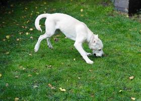 Labrador retriever britannique à poil court âgé de 4 mois photo