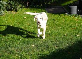 Labrador retriever britannique à poil court âgé de 4 mois photo