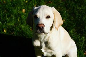 Labrador retriever britannique à poil court âgé de 4 mois photo