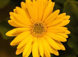 vue frontale de la marguerite Barberton jaune doré. fermer photo