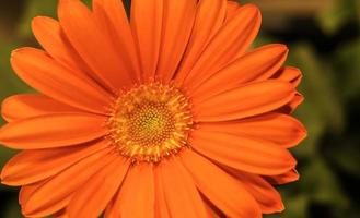 marguerite barberton orange carotte . vue frontale. fermer photo