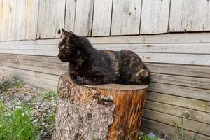 chat noir se trouve sur la souche et regarde au loin photo