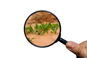 herbe verte qui pousse dans le sable, vue à travers une loupe sur fond blanc, loupe à la main photo