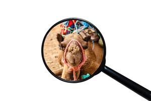 essaim de mouches sur le nez d'un chameau, la tête d'un chameau, vue à travers une loupe sur fond blanc photo