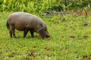 cochon barbu creuse la terre sur une pelouse verte. photo