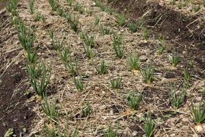 oignon vert. jeunes oignons de printemps rangées dans le sol. photo