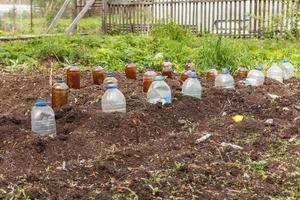 semis de plantes potagères recouvertes d'une bouteille en plastique dans le jardin, serre photo