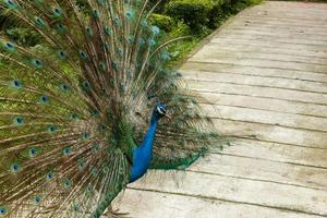 paon indien ou paon bleu pavo cristatus photo