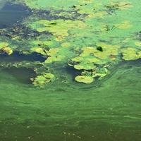 la surface d'un ancien marécage recouvert de lentilles d'eau et de feuilles de lys photo