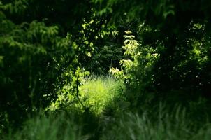 paysage d'été en bois vert photo