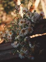 marguerites à l'extérieur sur une planche photo