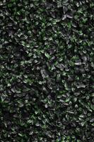 le lierre vert pousse le long du mur. texture de fourrés denses de vigne sauvage photo