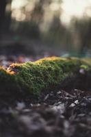 mousse sur les racines des arbres photo