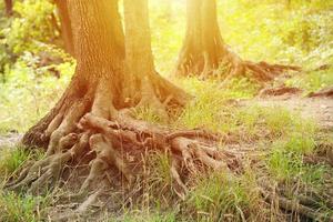 puissantes racines d'un vieil arbre dans la forêt verte pendant la journée photo