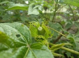 gros plan, de, jardin vert photo